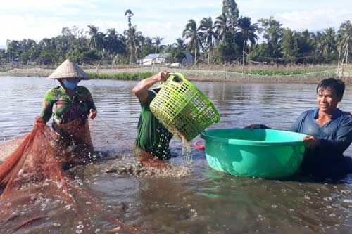 Sóc Trăng: Thu nhập khá từ nuôi cá trong ruộng lúa