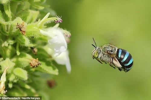 Ong xanh da trời hiếm có trên thế giới xuất hiện ở Australia