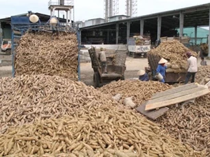 Trung Quốc chiếm tới hơn 90% thị phần xuất khẩu sắn