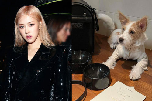 Cún nhà Rosé (BLACKPINK) đổi đời: Từ bị bỏ rơi thành sao, nhận quà Giáng sinh xa xỉ trăm triệu, đích thân giám đốc YSL gửi thư