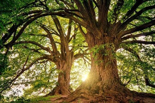 Câu hỏi "Nên chặt cây nào trước” và bài học lớn về mục tiêu cuộc đời