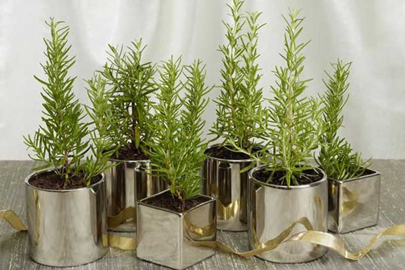 Lén trồng cây này trong bếp, gia chủ dễ giàu lên trông thấy, tiền bạc 'ùn ùn' kéo về