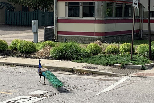 Công trống tự đi bộ hơn 1.100 km để tìm bạn tình