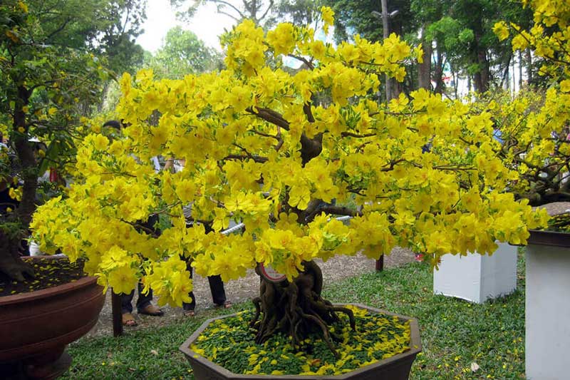 Ngày Tết cứ đặt chậu mai ở chỗ này, gia chủ dễ gặp may mắn cả năm, đếm tiền 'sái tay'