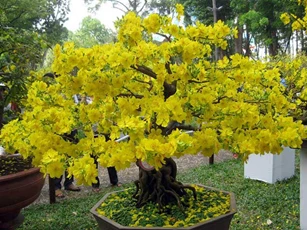 Ngày Tết cứ đặt chậu mai ở chỗ này, gia chủ dễ gặp may mắn cả năm, đếm tiền 'sái tay'