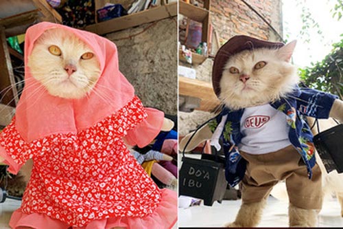 Nổi tiếng nhờ may quần áo tí hon cho mèo cưng