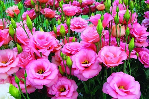 Các loại hoa kiêng kỵ đặt trên bàn thờ dịp Tết Nguyên đán, gia chủ nên biết để tránh