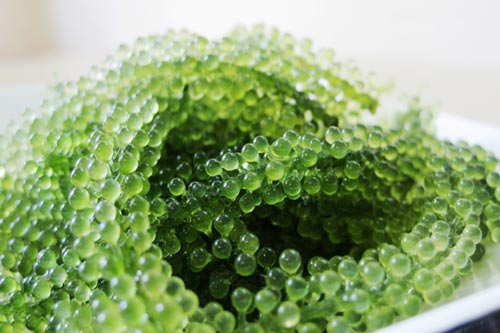 7 lợi ích tuyệt vời khi ăn rong biển, nhất là điều thứ 3 có 99% phụ nữ đều cần