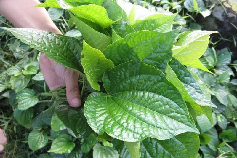 Mất ngủ đến mấy cũng ngủ ngon, ngủ sâu tới sáng nhờ thứ lá rẻ tiền này