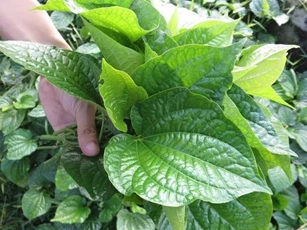 Mất ngủ đến mấy cũng ngủ ngon, ngủ sâu tới sáng nhờ thứ lá rẻ tiền này