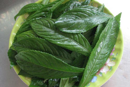 Học 'lỏm' các cụ bài thuốc chữa viêm khớp bằng lá xương sông