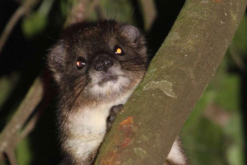 Tìm thấy loài động vật có vú kì lạ chưa từng được biết ở Kenya