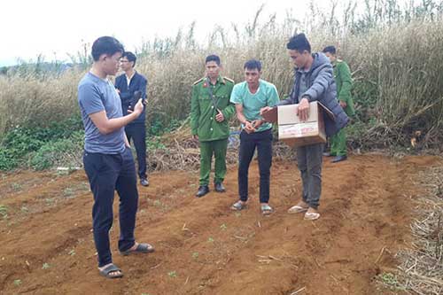 Đắk Nông: Trồng gần 1.500 cây cần sa trên rẫy