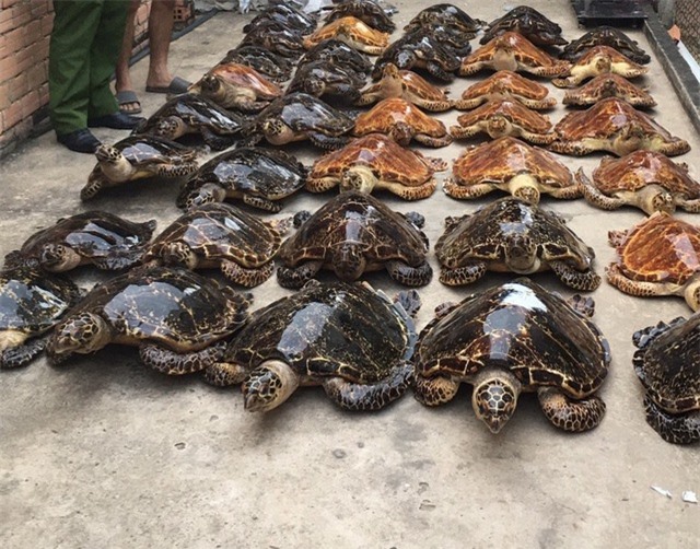 Phát hiện 39 cá thể nghi vấn là rùa biển sấy khô - 1