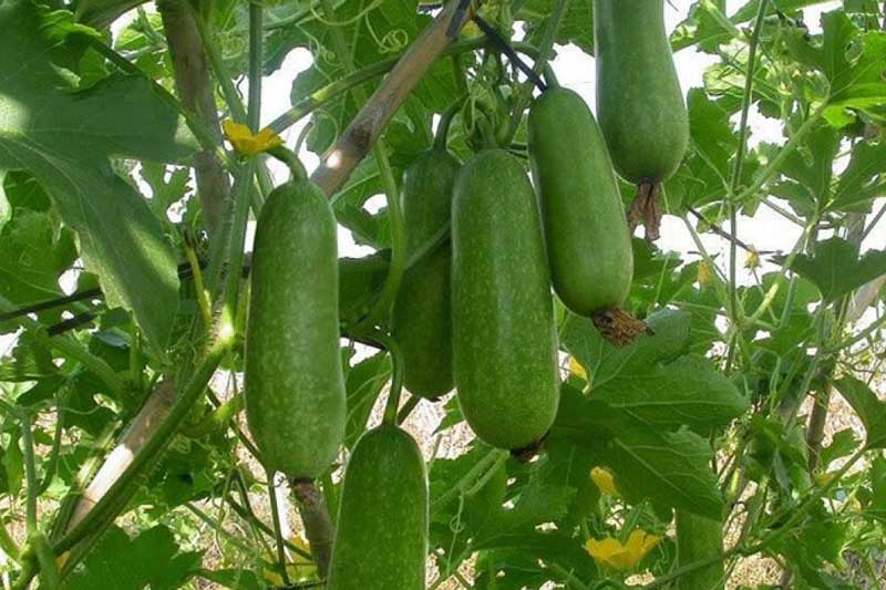 Những loại thực phẩm phụ nữ càng ăn càng trẻ, tốt cho sức khỏe và giúp da căng mịn 