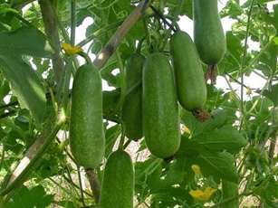 Những loại thực phẩm phụ nữ càng ăn càng trẻ, tốt cho sức khỏe và giúp da căng mịn