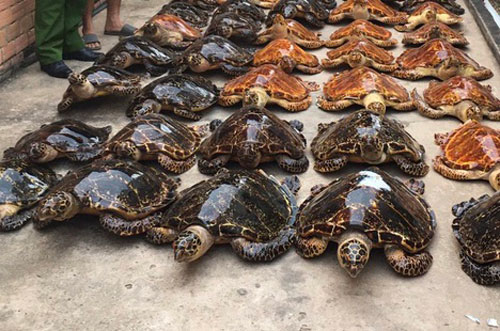 Tây Ninh: Phát hiện 39 cá thể nghi vấn là rùa biển sấy khô