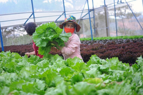 Tìm 'chìa khóa' mở cửa phát triển nông nghiệp quy mô lớn