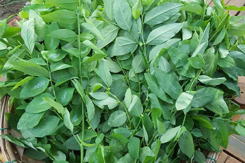 Những người này còn ăn rau ngót coi chừng nhập viện