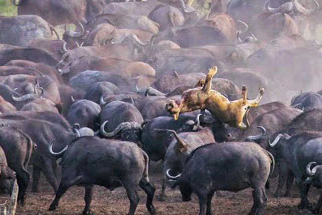 Đàn trâu rừng hợp sức húc chết sư tử