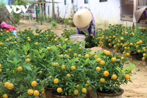 Nông dân Hội An “đỏ mắt” chờ thương lái mua quất