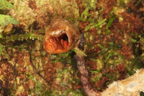 Giống hoa lan mới bị xướng danh ‘xấu nhất thế giới’