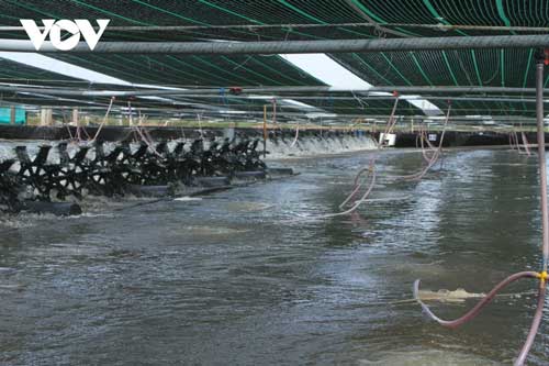 Sóc Trăng thắng lợi trong vụ tôm nuôi nước lợ năm 2020