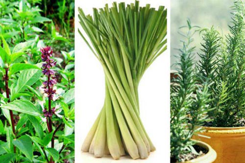 Bí quyết đuổi côn trùng không cần dùng hóa chất, ai cũng nên biết