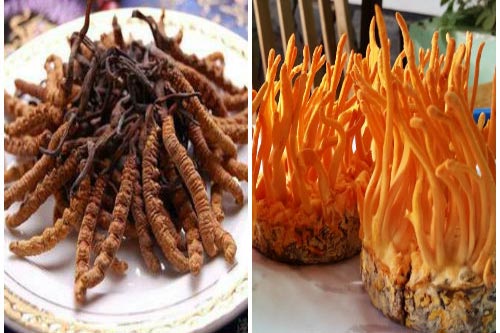 Đông trùng hạ thảo- 'thần dược' bổ dưỡng không phải ai cũng có thể dùng