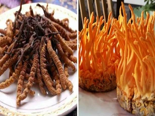 Đông trùng hạ thảo- 'thần dược' bổ dưỡng không phải ai cũng có thể dùng