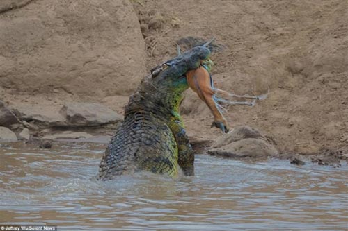 Cá sấu khổng lồ chầu chực linh dương: Có phép màu?