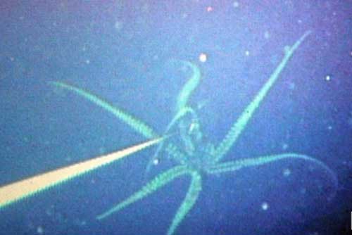 Mực khổng lồ dài 3 mét dạt vào bờ biển Nhật Bản