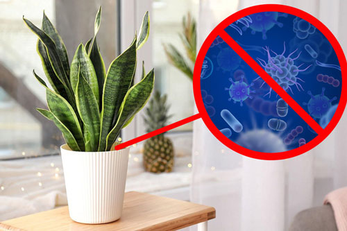 Gợi ý 15 loại cây cảnh bạn nên trồng để vừa làm đẹp nhà vừa tốt cho sức khỏe