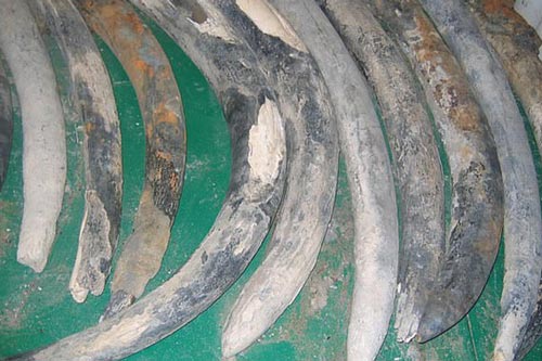 Bí ẩn 500 năm được hé lộ từ "tàu ma" chứa 40 tấn châu báu