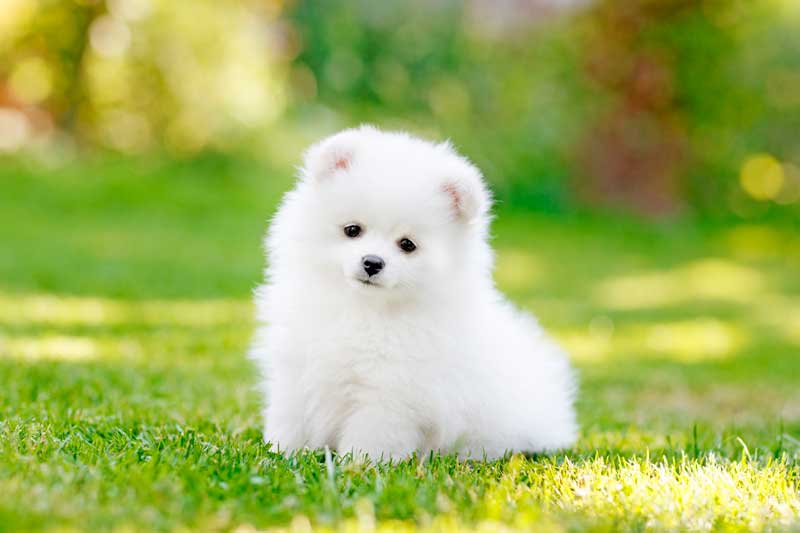 Top 3 con giáp nam không giỏi chiều vợ nhưng vô cùng chung thủy, chị nào lấy được dễ sướng cả đời