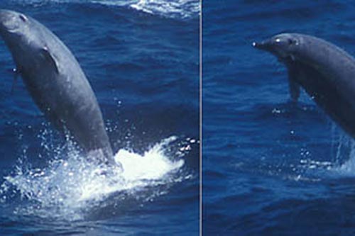 Phát hiện cá voi hình 'đạn ngư lôi' siêu quý hiếm trên Trái Đất