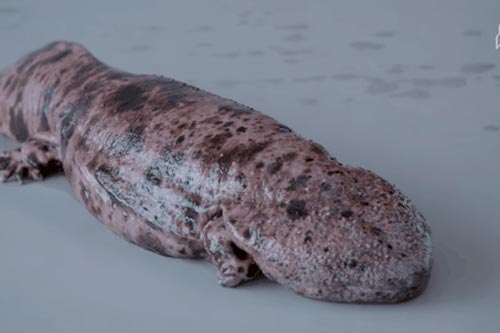 Bí ẩn loài 'thủy quái' tồn tại hơn 140 triệu năm ở Nhật Bản