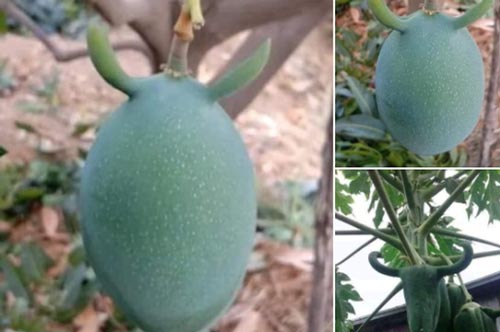 Nhìn thấy trái xoài trong vườn nhà như 'điềm báo' bị cắm sừng, khổ chủ dở khóc dở cười