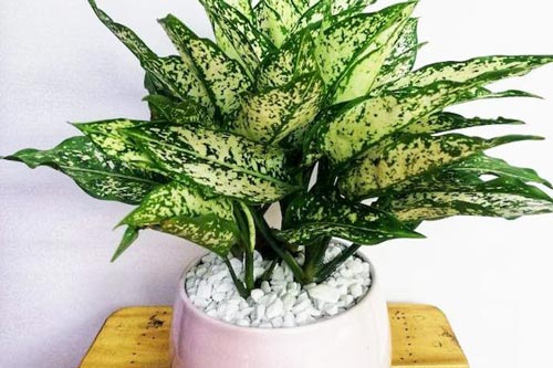 Sang năm 2021 muốn đổi vận, thêm tài lộc, hãy đặt 5 loại cây "ăn tiền thiên hạ" trong phòng khách