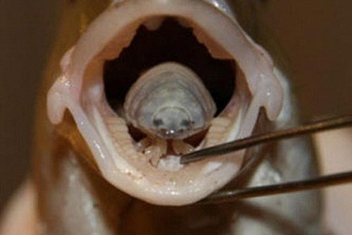 4 loại ký sinh trùng 'ăn thịt' cực nguy hiểm