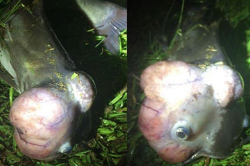 Phát hiện cá 'ngoài hành tinh' dưới hồ nước ở Mỹ