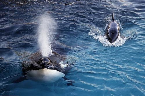 Kinh ngạc cá voi ‘sát thủ’ biết nói tiếng người duy nhất thế giới