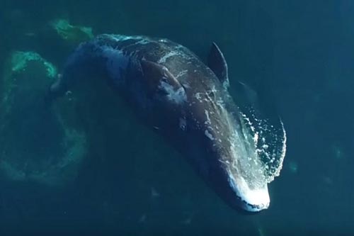 Bí ẩn cá voi Bắc Cực thay đổi bài hát khiến nhà khoa học chưa thể giải thích