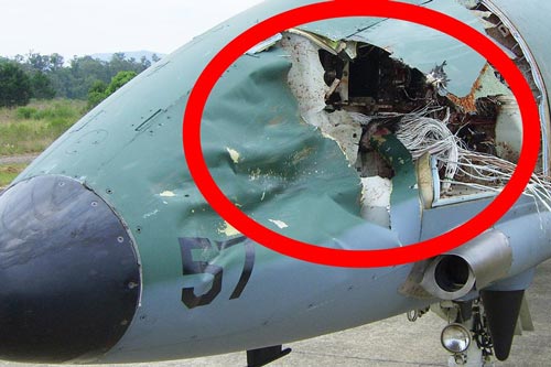 Giải mã vì sao máy bay to lớn có thể bị 'hạ gục' bởi những chú chim