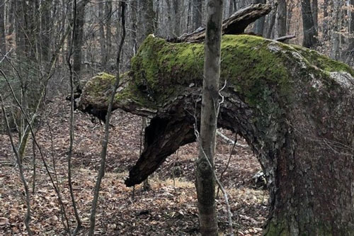 Khoảnh khắc những đồ vật vô tri ngỡ như có cảm xúc