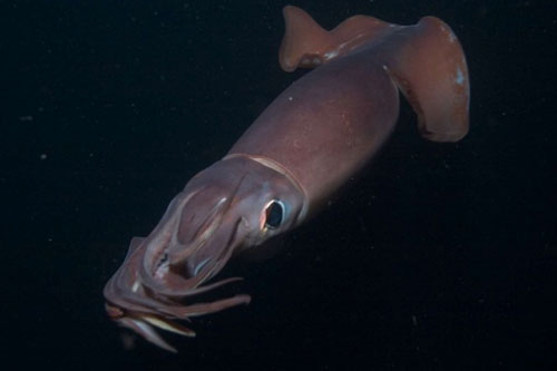 CLIP: Cảnh tượng đàn mực Humboldt đi săn làm người xem thích thú