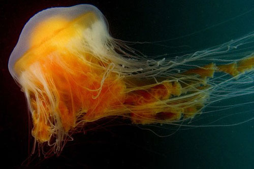 CLIP: Cảnh tượng sứa trứng chiên săn sứa aurelia siêu ngoạn mục