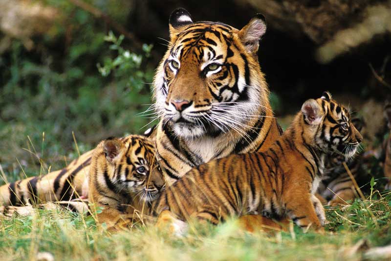 Cuối tháng 11 Âm lịch, 3 con giáp này dễ giàu sang bất ngờ, tiền bạc chật két