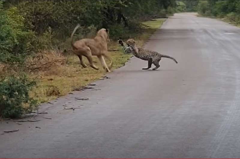 CLIP: Sư tử tấn công báo hoa mai và cái kết
