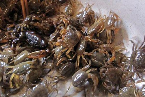 Nguy hại chết người từ chế biến cua đồng sai cách